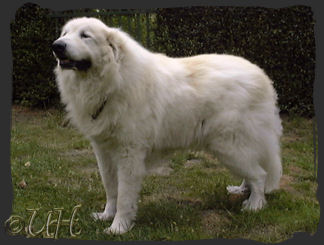 1 year old great hot sale pyrenees